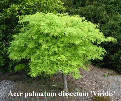 Acer palmatum dissectum 'Viridis'