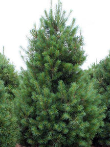 Pinus strobus - White pine 5-6'