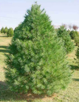 Pinus strobus White Pine - 7'