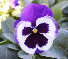 Load image into Gallery viewer, Spring Pansies