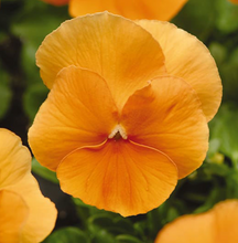 Load image into Gallery viewer, Spring Pansies