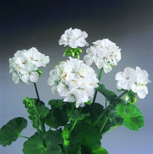Load image into Gallery viewer, Geraniums - MOTHER PLANT