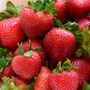 Strawberry Plant 6-pack PRE-ORDER