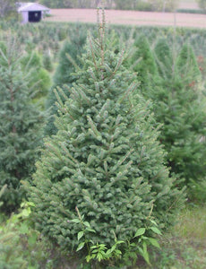 White Spruce 5-6'